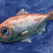 fish sketches