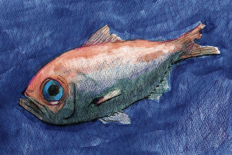 fish sketches