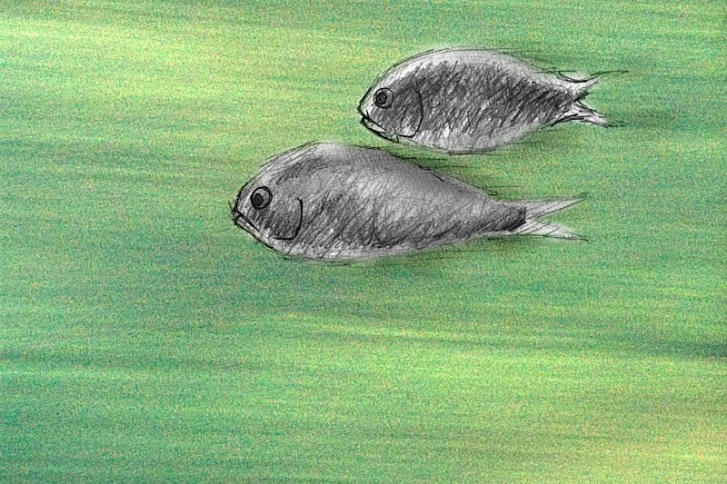 fish sketches