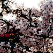 sumo_2010_ericBates_017