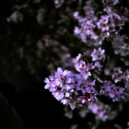 sumo_2010_ericBates_025