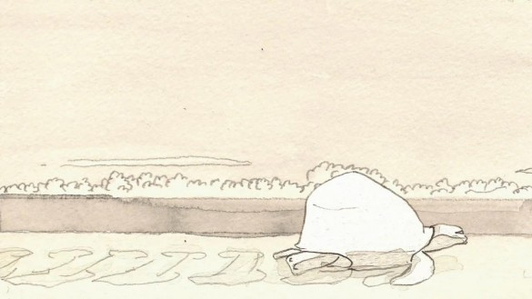 turtle_web