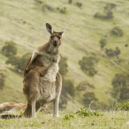 australia_001